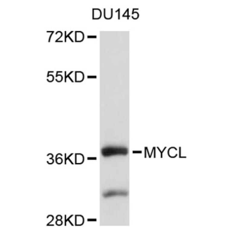 Western Blot - Anti-MYCL Antibody (A9012) - Antibodies.com