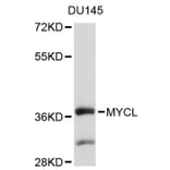 Western Blot - Anti-MYCL Antibody (A9012) - Antibodies.com
