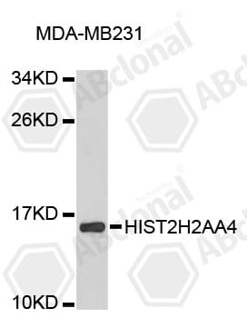 Western blot analysis of extracts of MDA-MB231 cells, using Anti-HIST2H2AA4 Antibody (A9088).
Secondary antibody: Goat Anti-Rabbit IgG (H+L) (HRP) (AS014) at 1:10,000 dilution.
Lysates / proteins: 25µg per lane.
Blocking buffer: 3% non-fat dry milk in TBST.