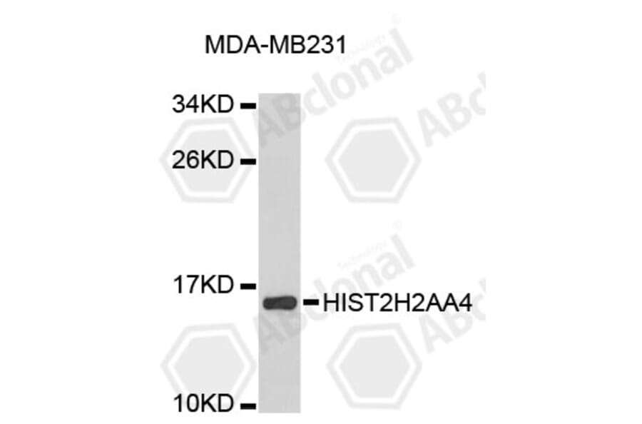 Western Blot - Anti-HIST2H2AA4 Antibody (A9088) - Antibodies.com