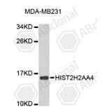 Western Blot - Anti-HIST2H2AA4 Antibody (A9088) - Antibodies.com