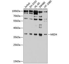 Western Blot - Anti-MED4 Antibody (A10627) - Antibodies.com