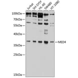 Western Blot - Anti-MED4 Antibody (A10627) - Antibodies.com