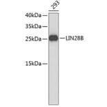 Western Blot - Anti-LIN28B Antibody (A9167) - Antibodies.com
