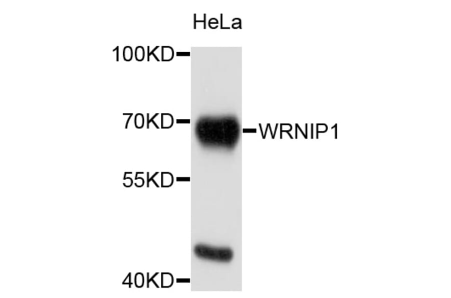 Western Blot - Anti-WRNIP1 Antibody (A9170) - Antibodies.com