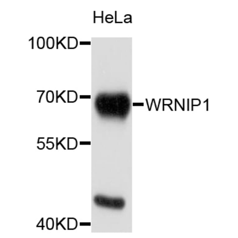 Western Blot - Anti-WRNIP1 Antibody (A9170) - Antibodies.com