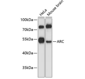 Western Blot - Anti-Arc Antibody (A10637) - Antibodies.com