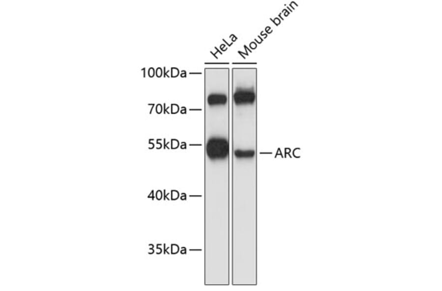 Western Blot - Anti-Arc Antibody (A10637) - Antibodies.com