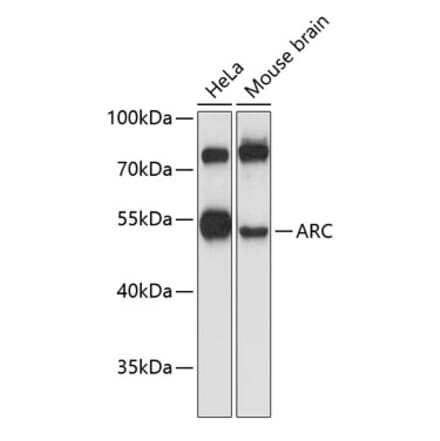 Western Blot - Anti-Arc Antibody (A10637) - Antibodies.com