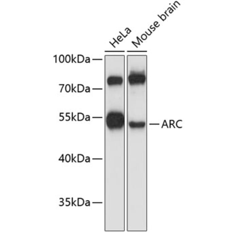 Western Blot - Anti-Arc Antibody (A10637) - Antibodies.com