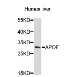 Western Blot - Anti-APOF Antibody (A9198) - Antibodies.com