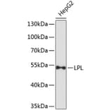 Western Blot - Anti-LPL Antibody (A9228) - Antibodies.com