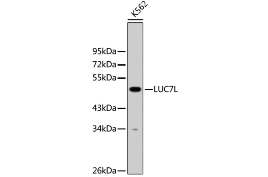 Western Blot - Anti-LUC7L Antibody (A9243) - Antibodies.com