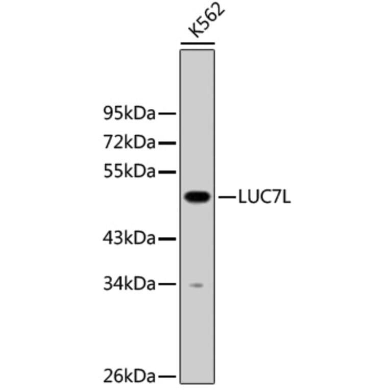 Western Blot - Anti-LUC7L Antibody (A9243) - Antibodies.com