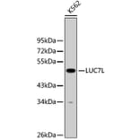 Western Blot - Anti-LUC7L Antibody (A9243) - Antibodies.com