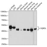 Western Blot - Anti-SQRDL Antibody (A10658) - Antibodies.com