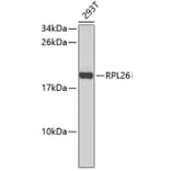 Western Blot - Anti-RPL26 Antibody (A9284) - Antibodies.com
