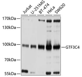 Western Blot - Anti-GTF3C4 Antibody (A9287) - Antibodies.com