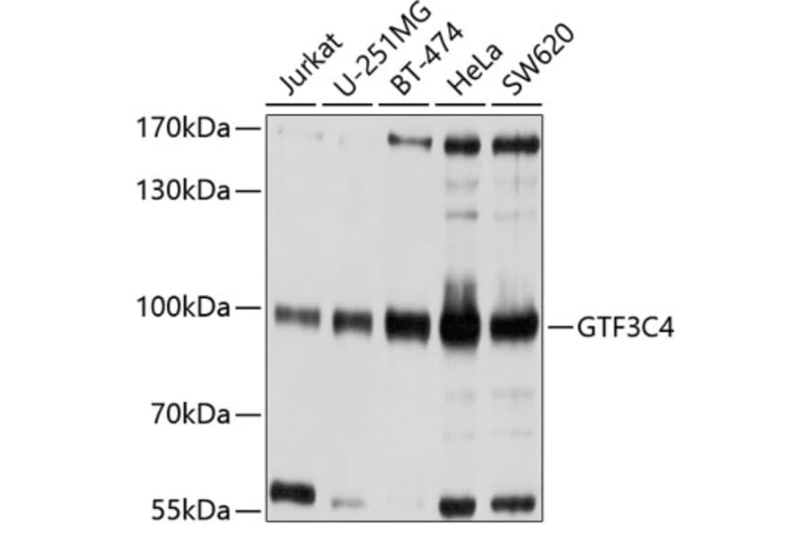 Western Blot - Anti-GTF3C4 Antibody (A9287) - Antibodies.com