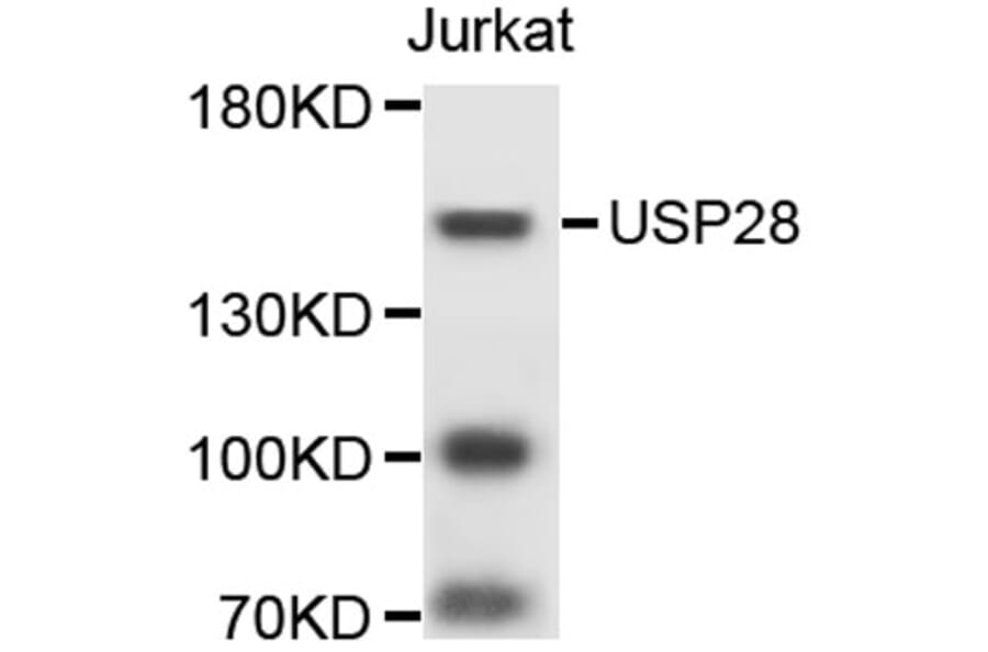 Western Blot - Anti-USP28 Antibody (A9292) - Antibodies.com