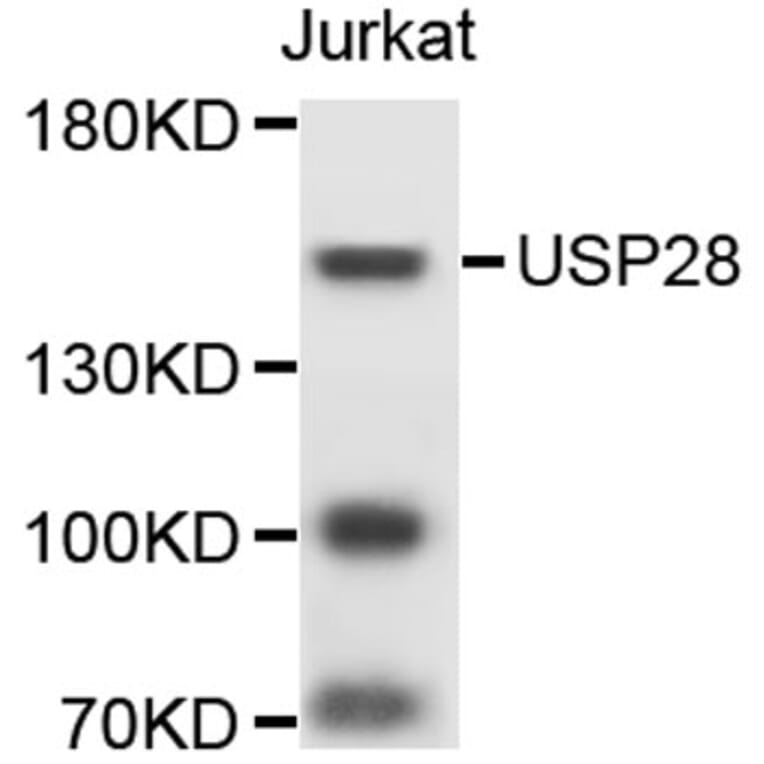 Western Blot - Anti-USP28 Antibody (A9292) - Antibodies.com