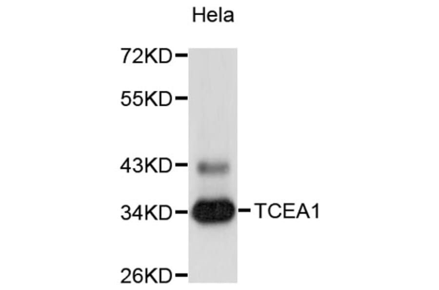 Western Blot - Anti-TCEA1 Antibody (A9310) - Antibodies.com