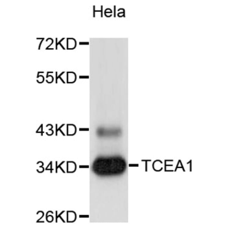 Western Blot - Anti-TCEA1 Antibody (A9310) - Antibodies.com