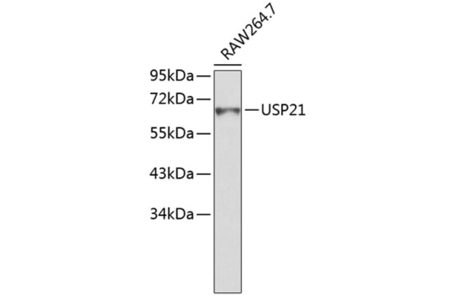 Western Blot - Anti-USP21 Antibody (A9312) - Antibodies.com