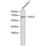 Western Blot - Anti-USP21 Antibody (A9312) - Antibodies.com