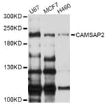 Western Blot - Anti-CAMSAP2 Antibody (A9315) - Antibodies.com