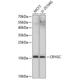 Western Blot - Anti-Gamma C Crystallin Antibody (A10671) - Antibodies.com
