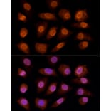 Immunofluorescence - Anti-Gamma C Crystallin Antibody (A10671) - Antibodies.com