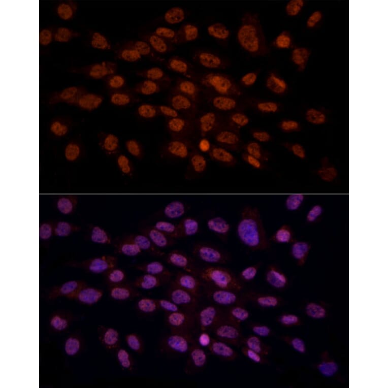Immunofluorescence - Anti-Gamma C Crystallin Antibody (A10671) - Antibodies.com