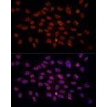 Immunofluorescence - Anti-Gamma C Crystallin Antibody (A10671) - Antibodies.com