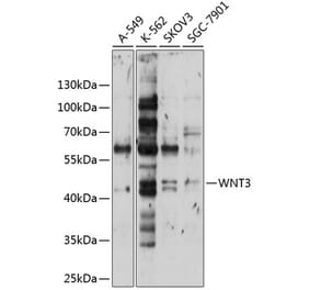Western Blot - Anti-Wnt3 Antibody (A10672) - Antibodies.com
