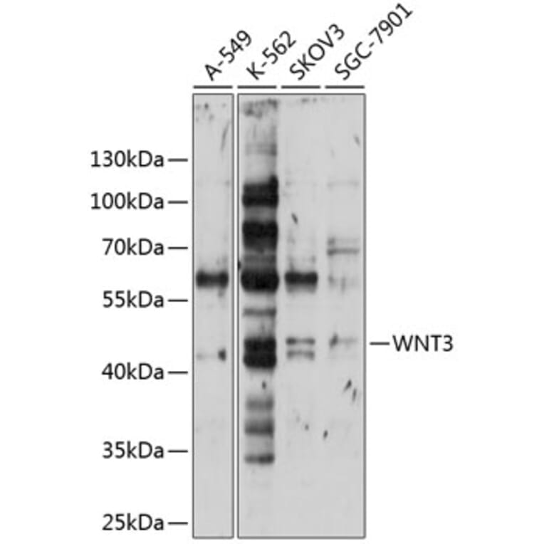 Western Blot - Anti-Wnt3 Antibody (A10672) - Antibodies.com