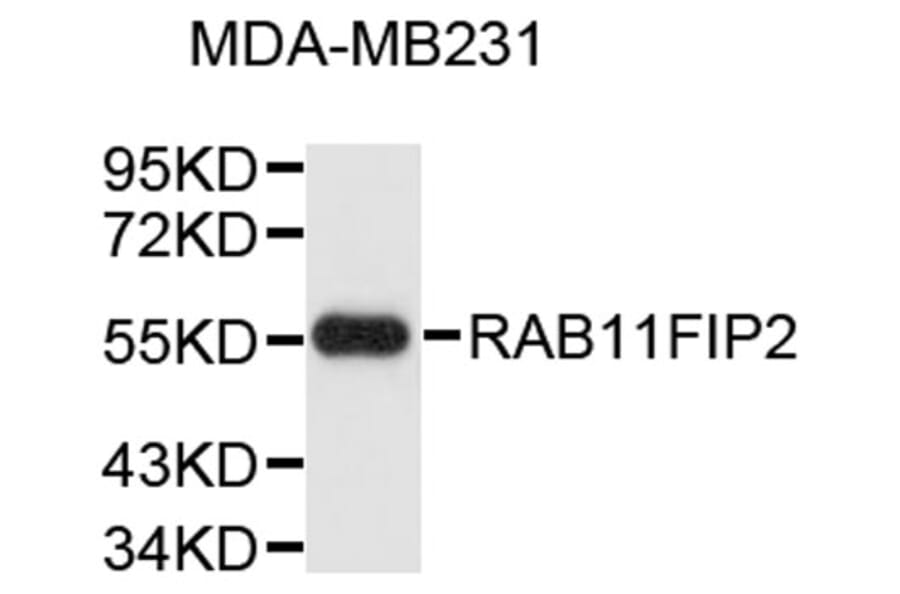Western Blot - Anti-RAB11FIP2 Antibody (A9333) - Antibodies.com