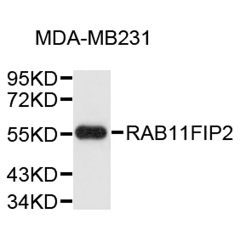 Western Blot - Anti-RAB11FIP2 Antibody (A9333) - Antibodies.com