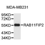 Western Blot - Anti-RAB11FIP2 Antibody (A9333) - Antibodies.com