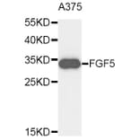 Western Blot - Anti-FGF5 Antibody (A9334) - Antibodies.com