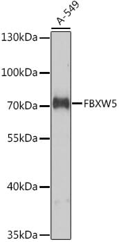 Western blot analysis of extracts of A-549 cells, using Anti-FBXW5 Antibody (A9345) at 1:1,000 dilution.
Secondary antibody: Goat Anti-Rabbit IgG (H+L) (HRP) (AS014) at 1:10,000 dilution.
Lysates / proteins: 25µg per lane.
Blocking buffer: 3% non-fat dry milk in TBST.
Detection: ECL Basic Kit (RM00020).
Exposure time: 5s.