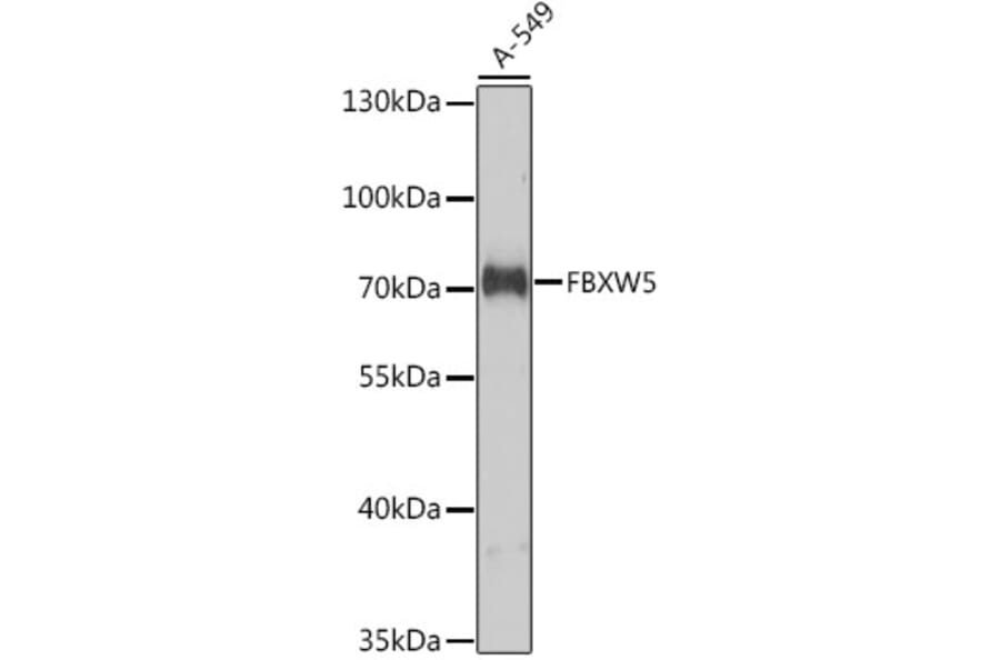 Western Blot - Anti-FBXW5 Antibody (A10677) - Antibodies.com