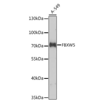 Western Blot - Anti-FBXW5 Antibody (A10677) - Antibodies.com