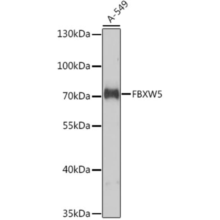 Western Blot - Anti-FBXW5 Antibody (A10677) - Antibodies.com