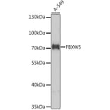 Western Blot - Anti-FBXW5 Antibody (A10677) - Antibodies.com