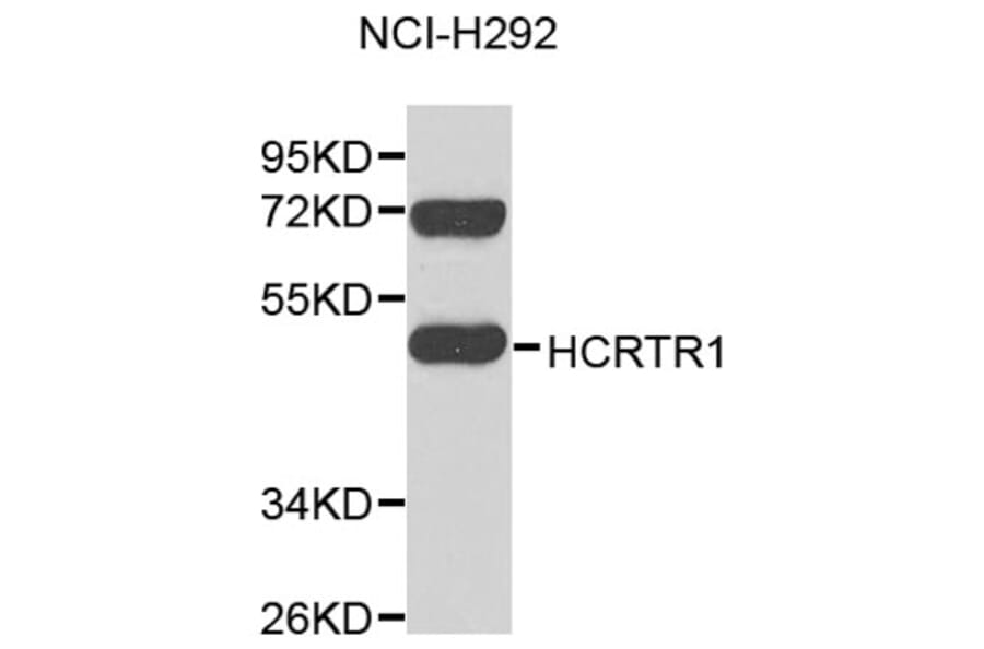 Western Blot - Anti-HCRTR1 Antibody (A9349) - Antibodies.com
