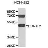 Western Blot - Anti-HCRTR1 Antibody (A9349) - Antibodies.com