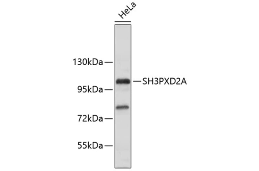 Western Blot - Anti-SH3PXD2A Antibody (A10684) - Antibodies.com