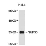 Western Blot - Anti-NUP35 Antibody (A9398) - Antibodies.com