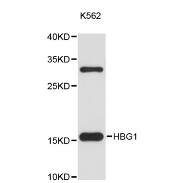 Western Blot - Anti-HBG1 Antibody (A9402) - Antibodies.com